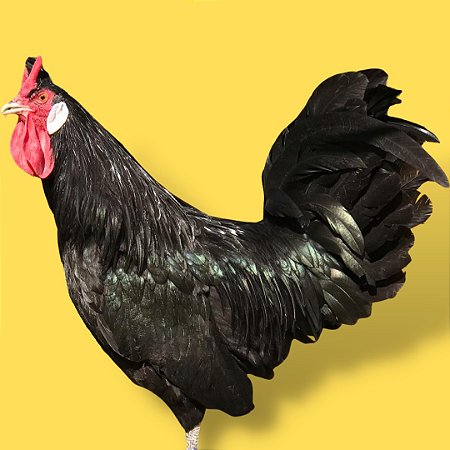 Appenzeller Negra - Ovo Galado