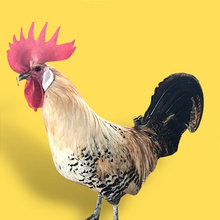 Friesian - Ovo Galado