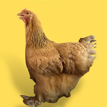 Cochinchina Buff - Ovo Galado