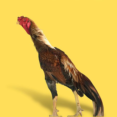 Shamo - Ovo Galado