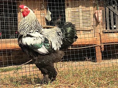 Brahma, Ovos Galados - Kit 1 Dúzia