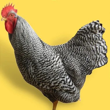 Amrock, Ovos Galados - 1 Dúzia