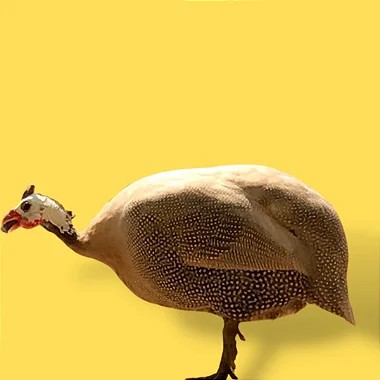 Galinha Da Angola Marrom, Ovos Galados - 1 Dúzia