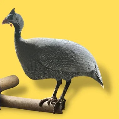 Galinha Da Angola Lavanda, Ovos Galados - 1 Dúzia