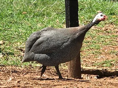 Galinha Da Angola Francesa, Ovos Galados - 1 Dúzia
