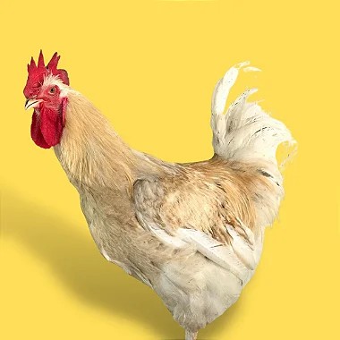 Anma (super caipira), Ovos Galados - 1 Dúzia