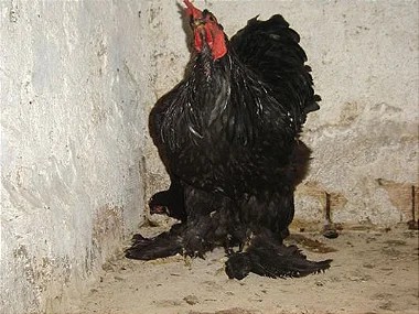 Cochinchina Negra, Ovos Galados - 1 Dúzia