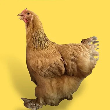 Cochinchina Buff, Ovos Galados - 1 Dúzia