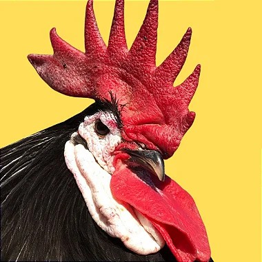 Cara De Palhaço Preto, Ovos Galados - 1 Dúzia