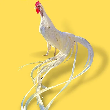 Fênix Branco, Ovos Galados - 1 Dúzia