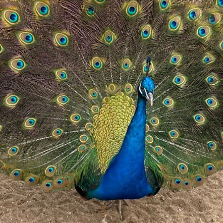 Ovos Galados de Pavão Azul