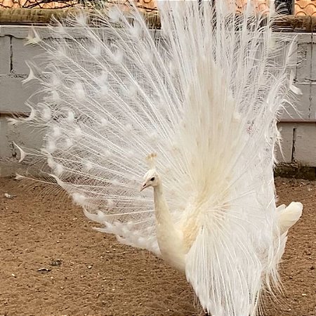 6 Ovos Galados de Pavão Branco