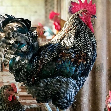 Ovos Galados De Carijo Gigante Para Chocar