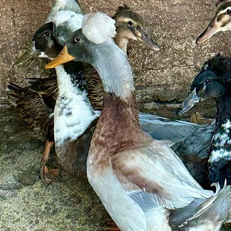 Ovos Galados De Marreco Pompom Para Chocar