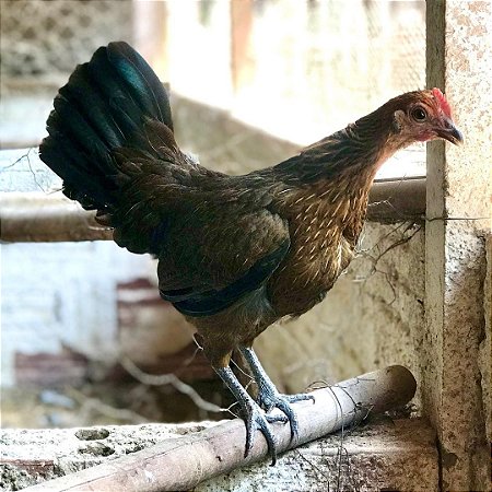 Ovos De Galinha Bankiva Para Incubação