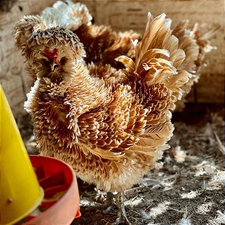 Ovos Galados De Polonesa Camurça Frise - Pronto Para Chocar