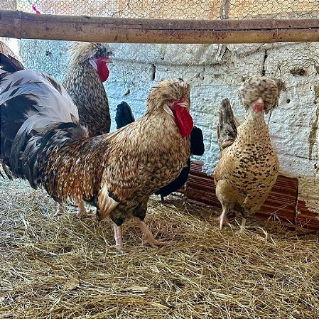Ovos De Polonesa Galados Para Incubação