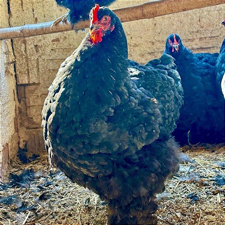 Ovos Férteis De Cochinchina Negra Para Incubação
