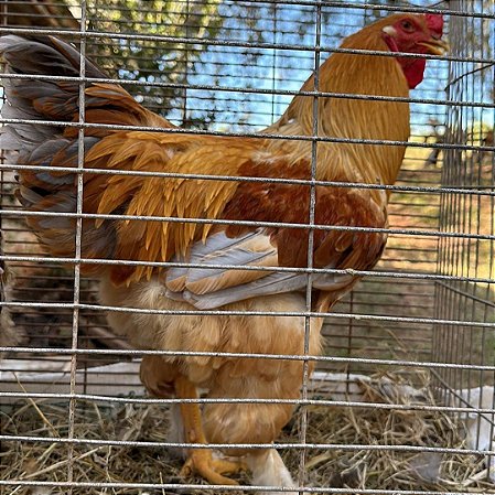 Ovos Galados De Brahma Buff Azul - Pronto Para Chocar