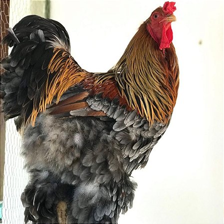 Ovos Galados De Brahma Perdiz Azul Para Incubação