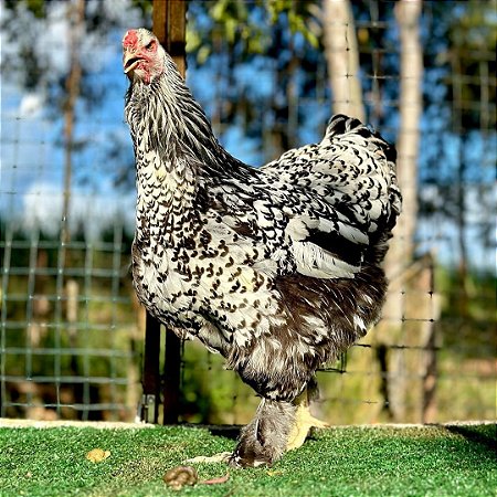 Ovos Galados De Brahma Prata Laceada - Pronto Para Chocar