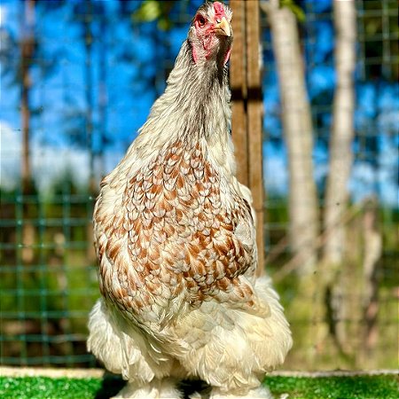 Ovos Férteis De Brahma Marmorizada Para Chocar