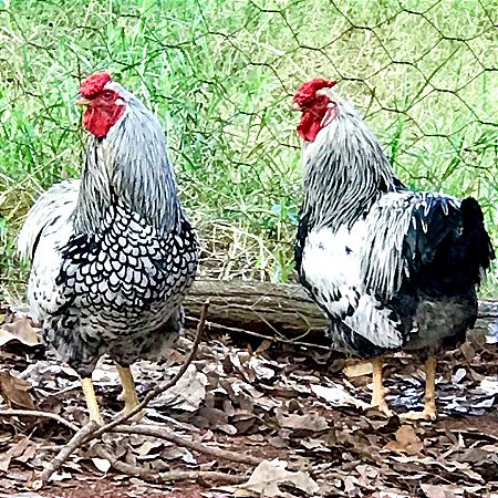 Ovos de Galinha Wyandotte Prata para Incubação