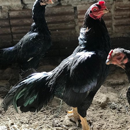 Ovos Férteis de Tuso para Chocar