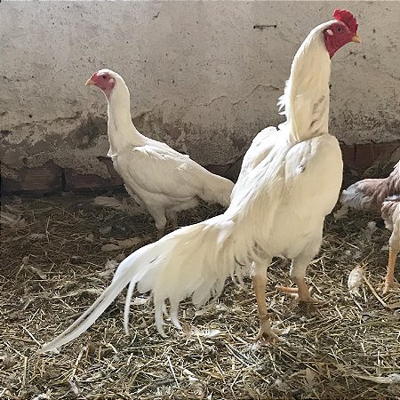 Ovos Galados de tailandês - Pronto Para Chocar