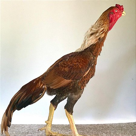 Ovos de Shamo Galados para Incubação