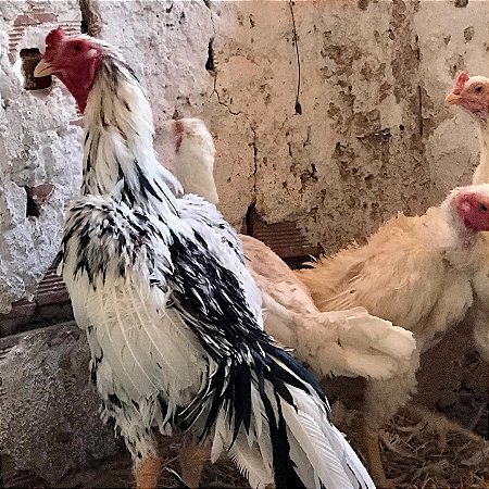 Ovos Galados de Shamo Pintado para Incubação