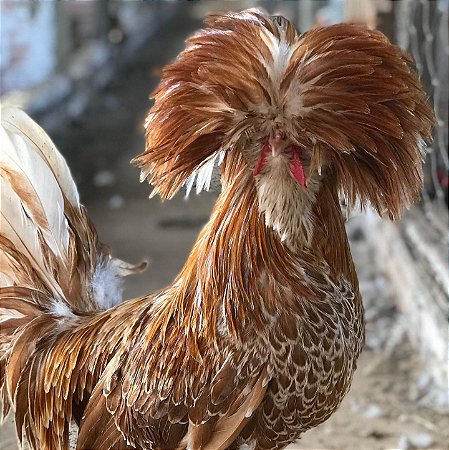 Ovos Férteis de Polonesa Camurça para Incubação