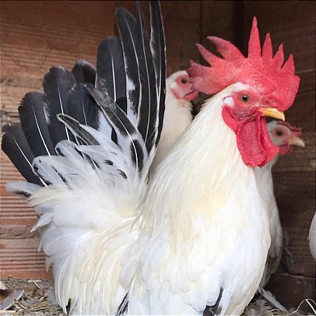 Ovos De Nagazaki Columbia - Pronto Para Chocar