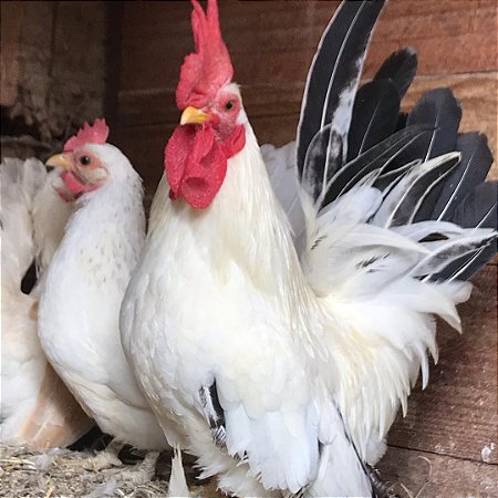 Ovos De Nagazak - Pronto Para Chocar