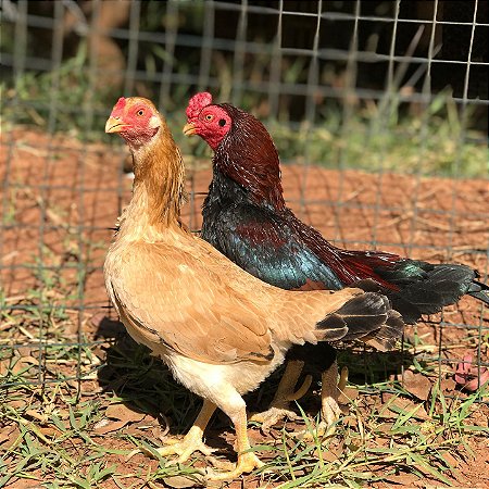 Ovos de Mini Indio Galados para Incubação