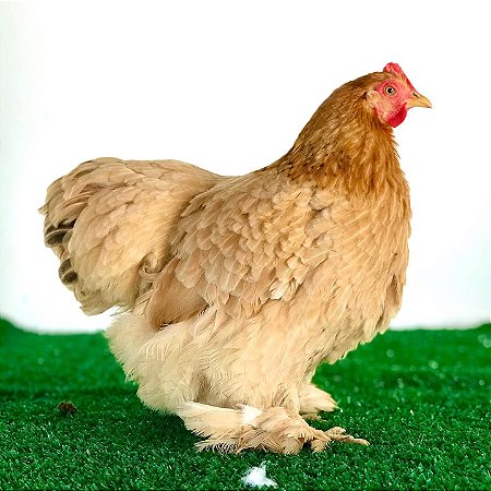 Ovos de Mini Cochinchina Amarela Galados para Incubação