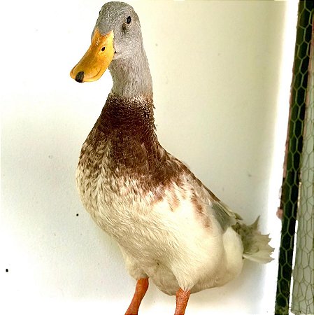 Ovos de Marreco Saxony Galados para Incubação