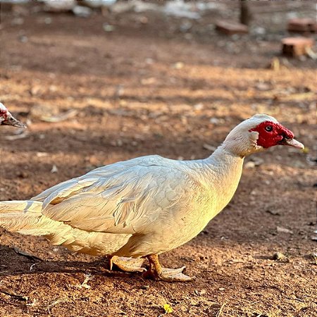 Pato Gigante Alemão