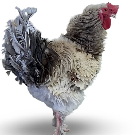 Ovos De Galinha Frisada Para Chocar