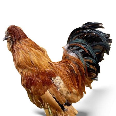 Galinha Sutan Ovos Galados