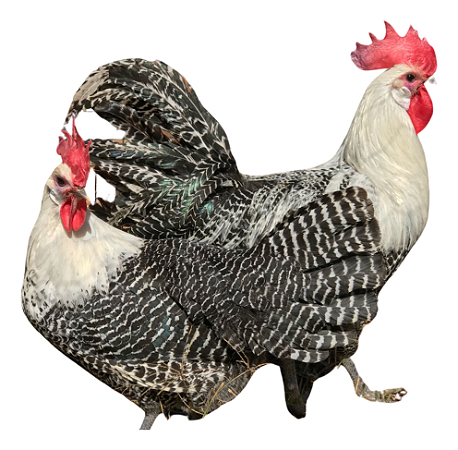 Braeckel Prata Ovos Galados