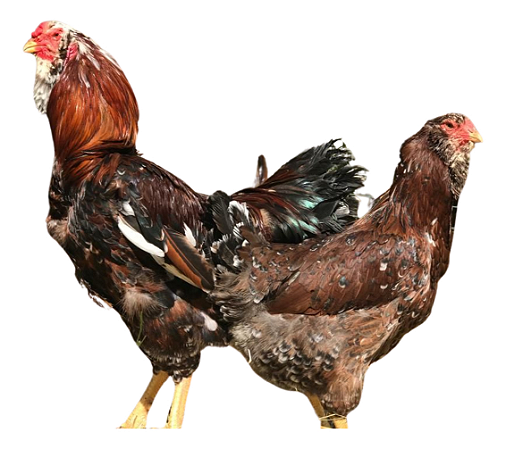 Galinha Orloff Ovos Galados
