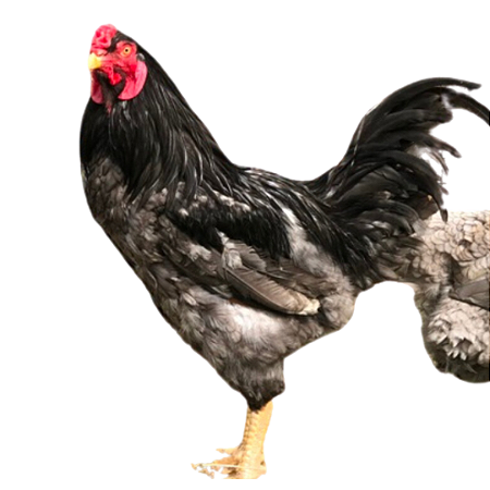 Ovos Galados de Cubalaya Azul