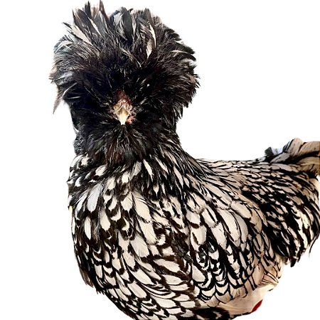 Ovos Galados de Polonesa Prata Laceada