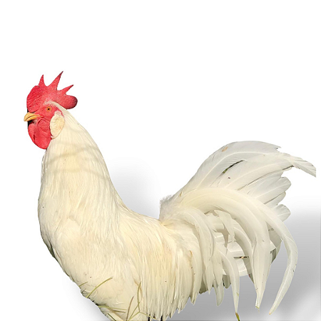Ovos Galados de Legorne Branca