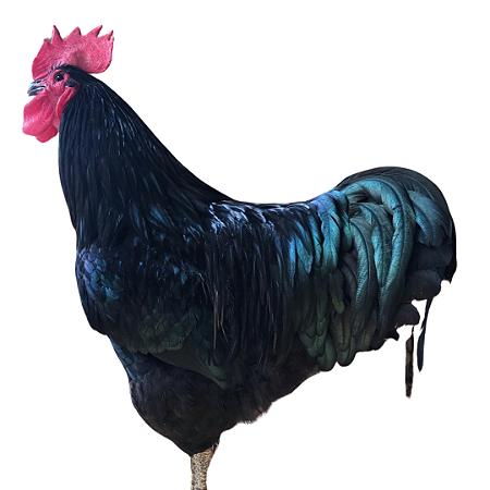 Ovos Galados de Gigante Negro de Jersey