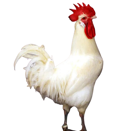 Ovos Galados de Catalana Del Prat White