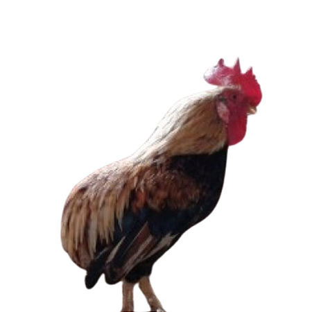 Ovos Galados de Garnizé Suro