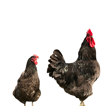 Ovos Galados de Gigante Azul de Jersey ou Pincelado