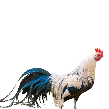 Ovos Galados de Gigante Azul de Fênix Dourado